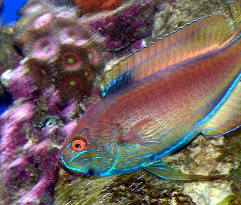 lineatus1-1.jpg