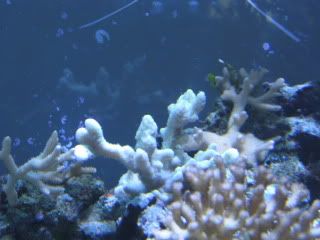 IMG_1091.jpg