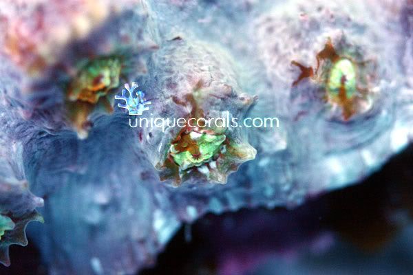 chalice1_macro.jpg