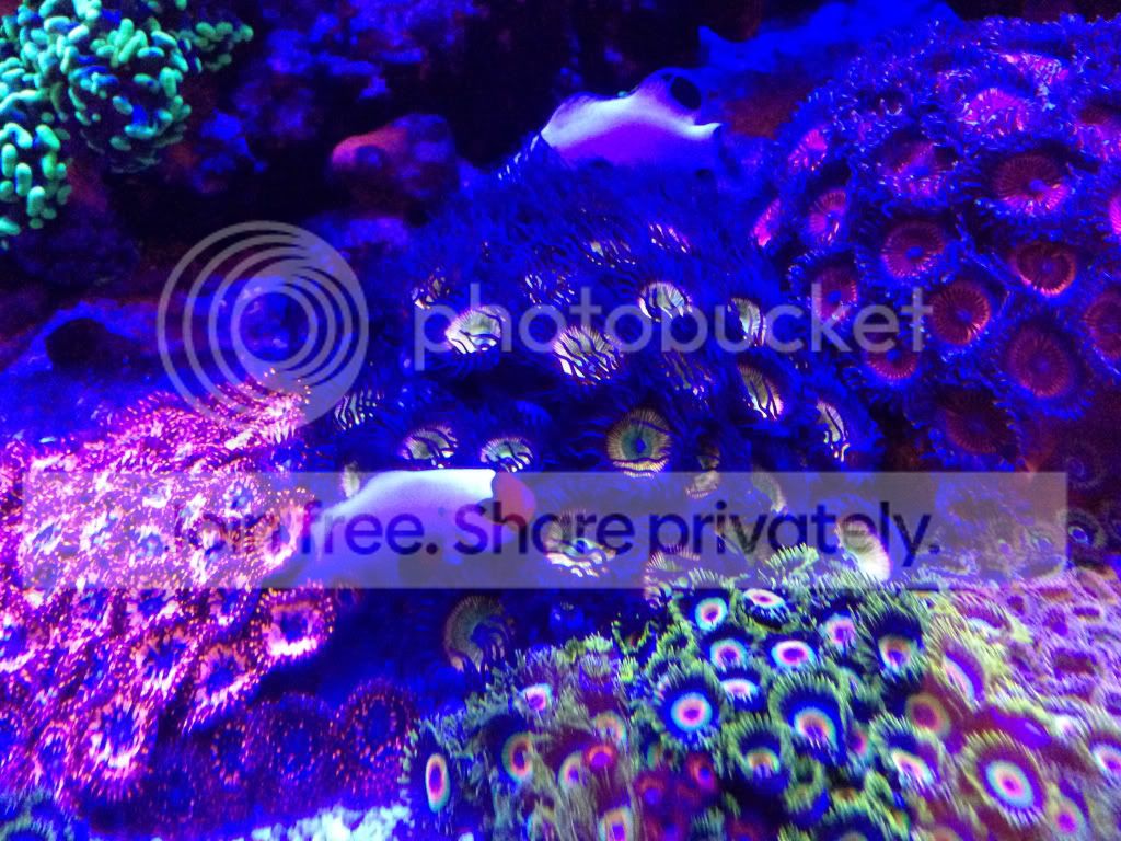 a4e58a42e13b2518c0dce3f87aefaaf1_zpsbeed3f4b.jpg