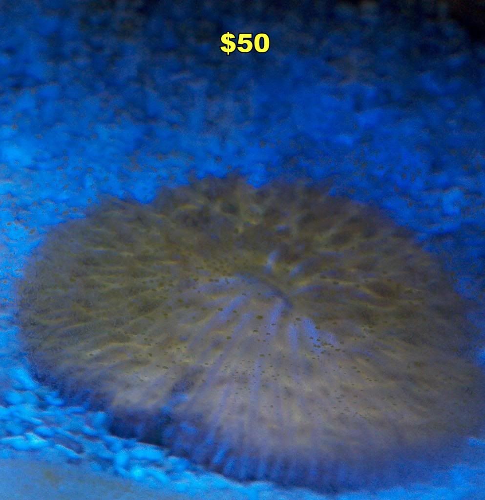 2013-01-23_15-02-44_30_zps5eeee6c5.jpg