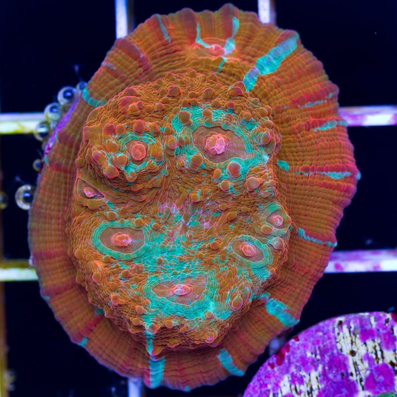newcoral572b.jpg