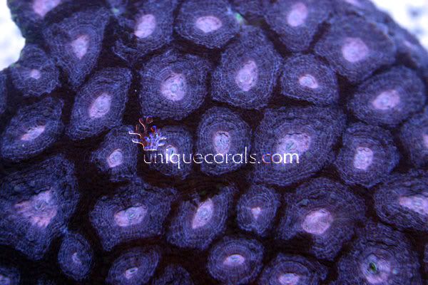pinkmicro_macro.jpg