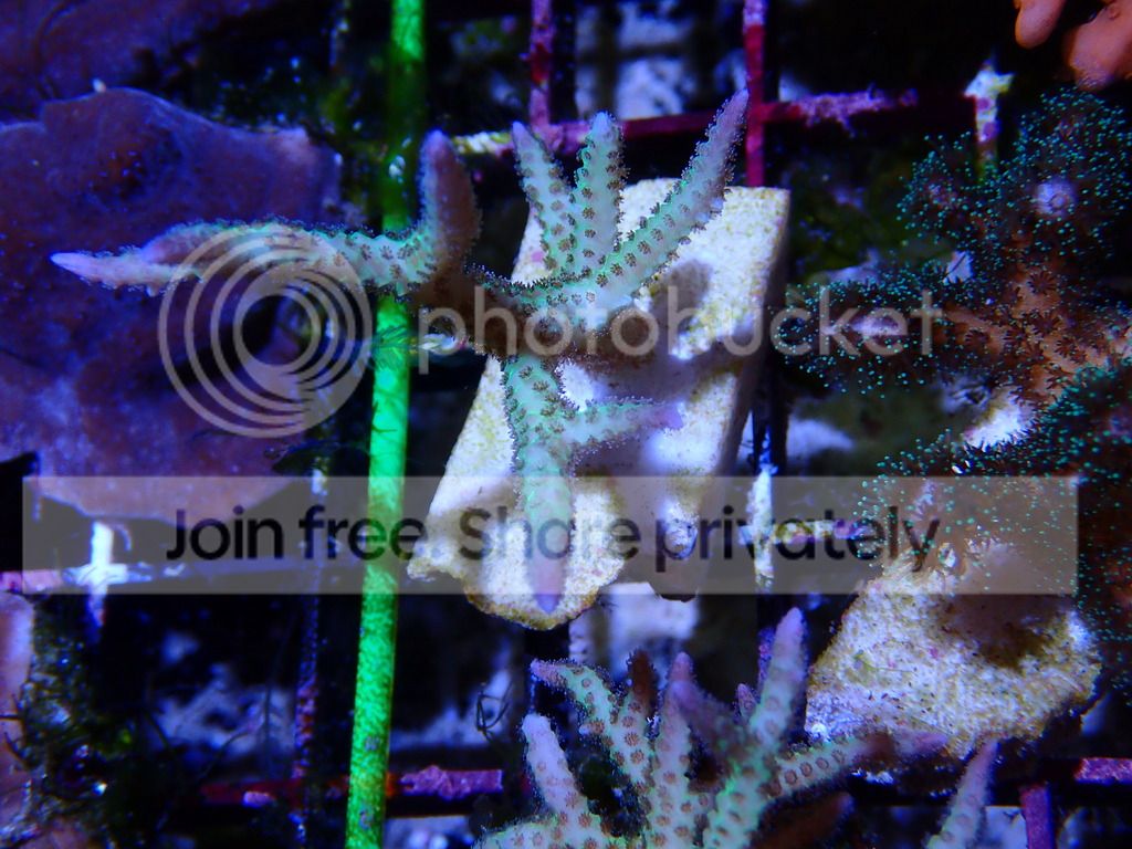 P8310278_zpslo9ifwho.jpg