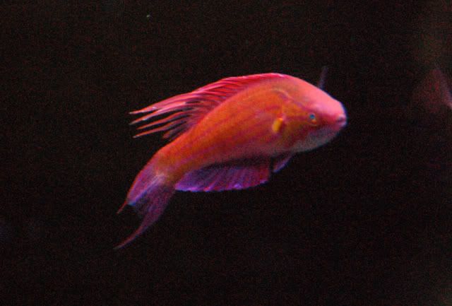 120g_Paracheilinusfilamentosus03.jpg