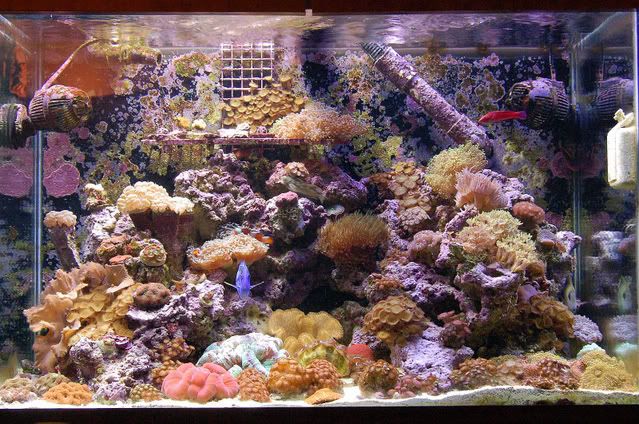 65g006.jpg