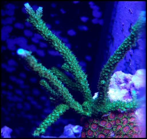 green_blue_tip_stag.jpg