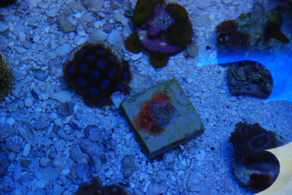DSC_1166.jpg
