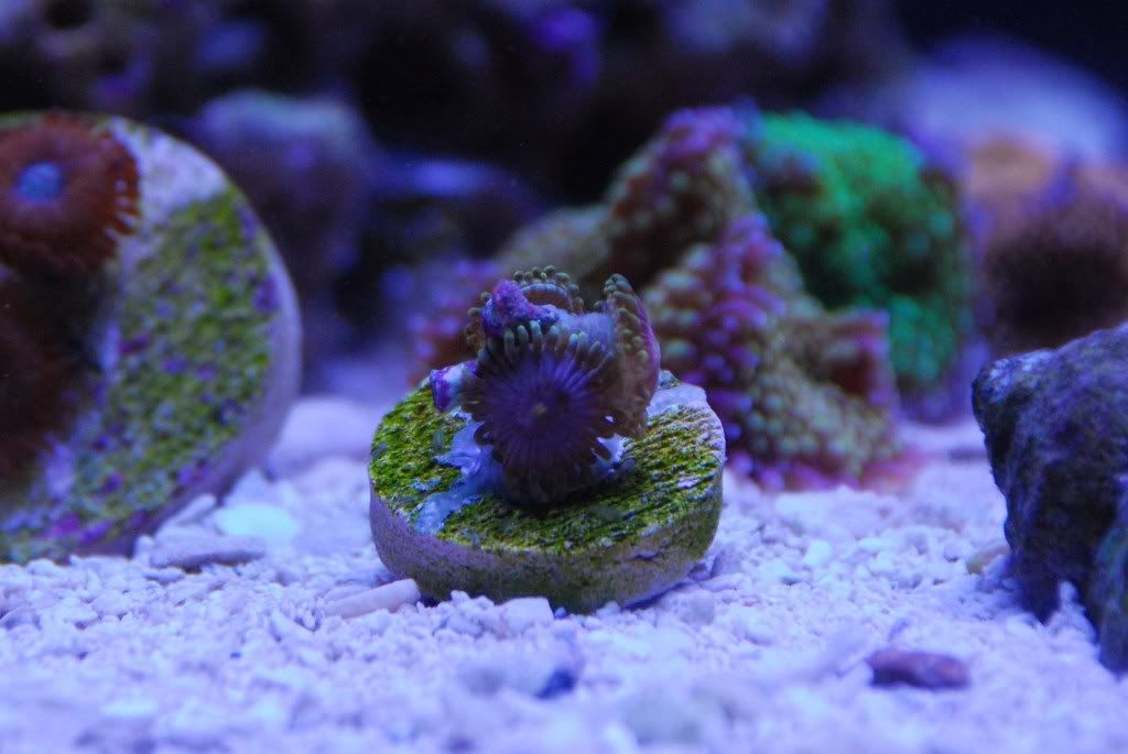 DSC_1158.jpg