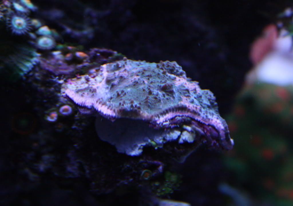 IMG_8548.jpg