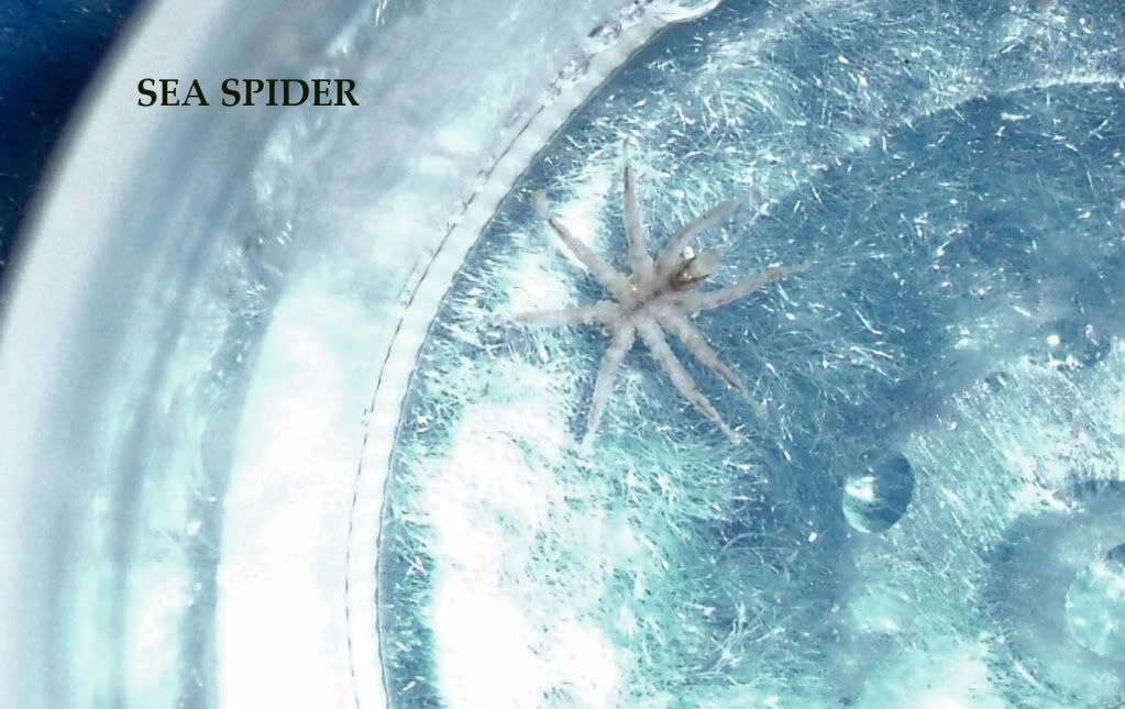 SeaSpider011.jpg