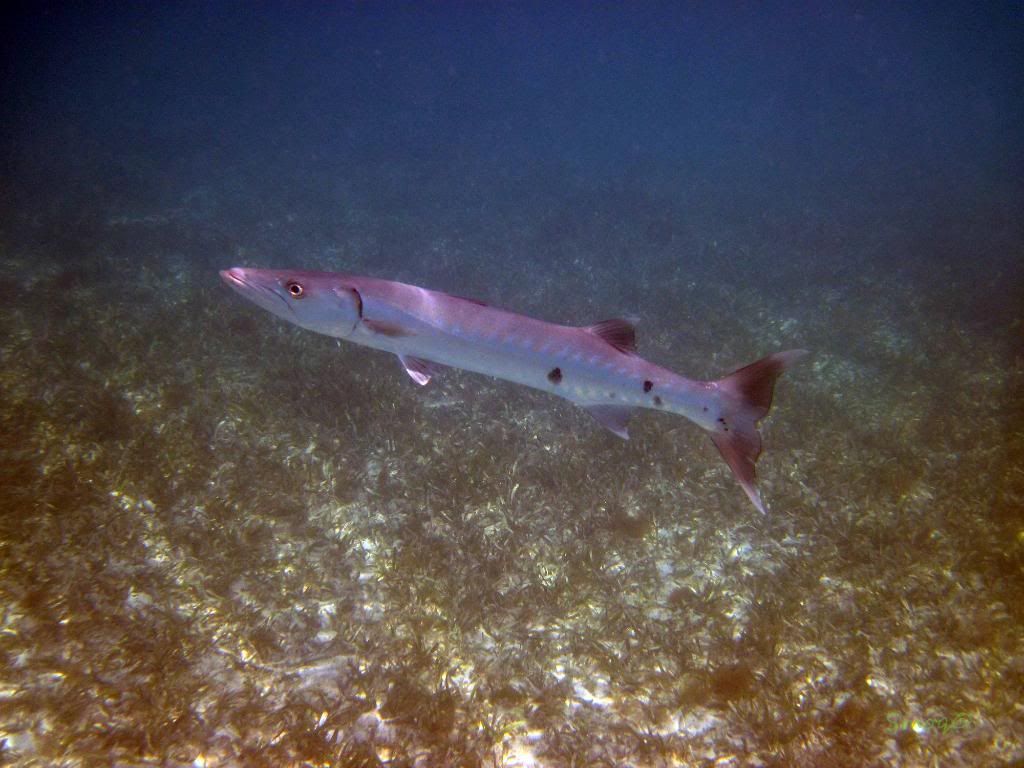 IMG_0349.jpg