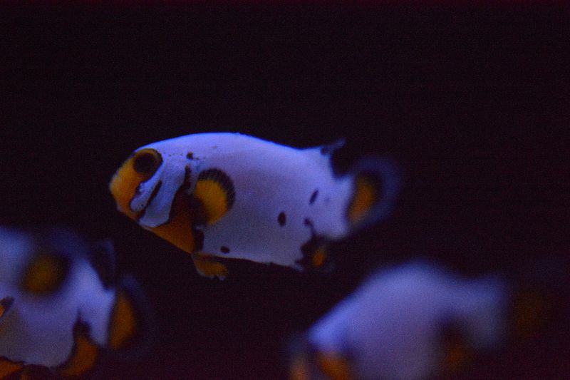 Frostbite_2_Clownfish_zpswipo2h9s.jpg