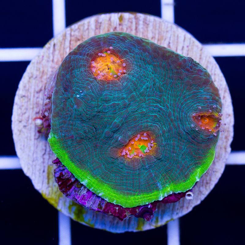 newcoral013b.jpg