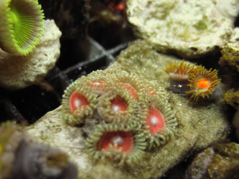 DallasNYC_zoas4.jpg