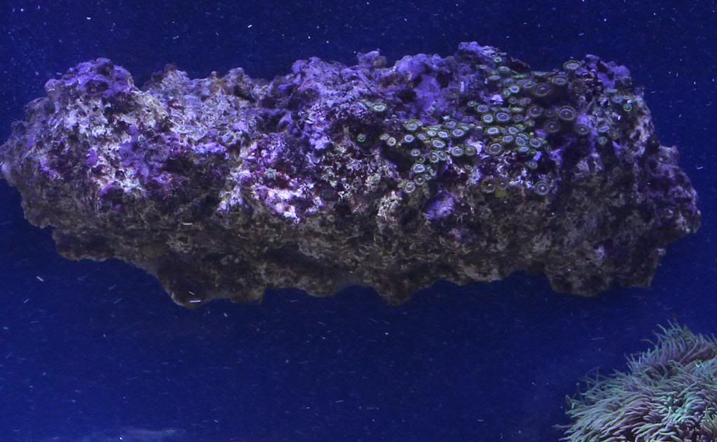 zoa.jpg