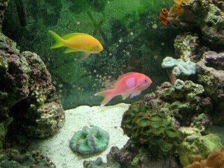twoanthias.jpg