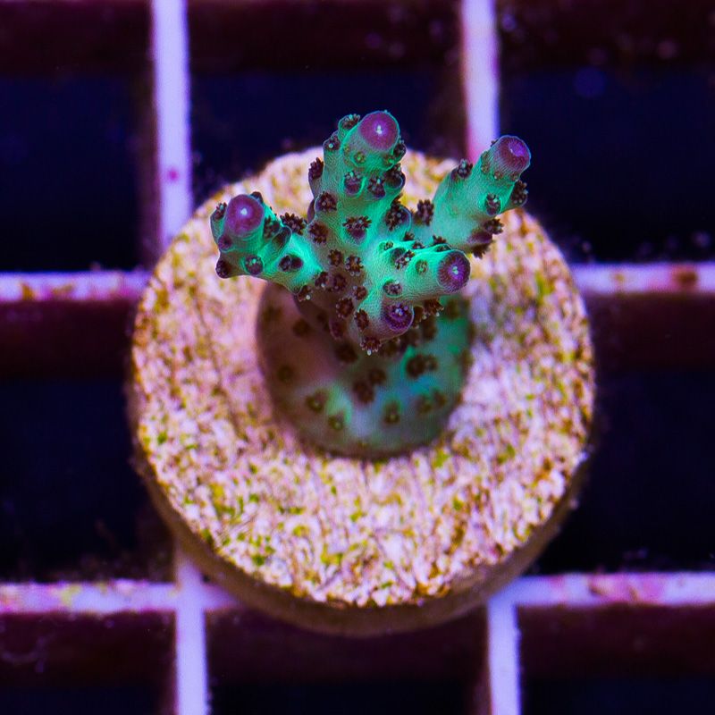 newcoral1366b.jpg