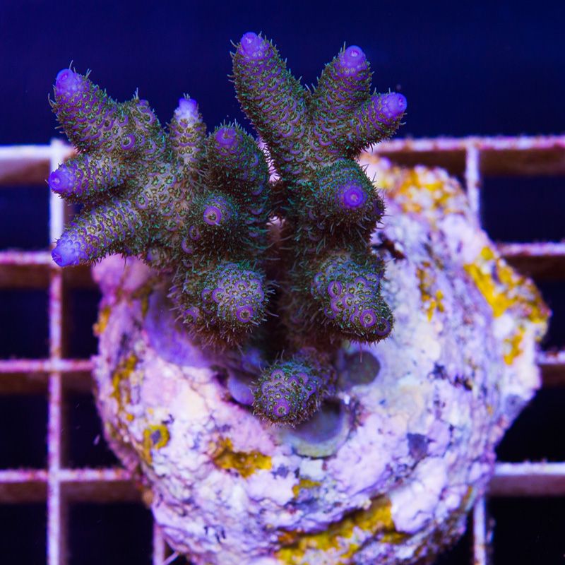 newcorals680b.jpg