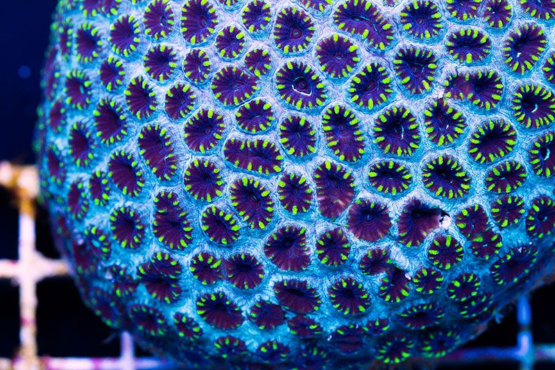 newcoral1725.jpg