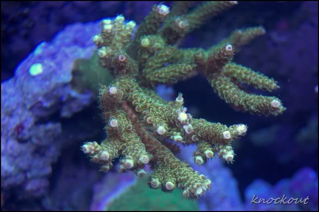 DSC_0137NEF.jpg