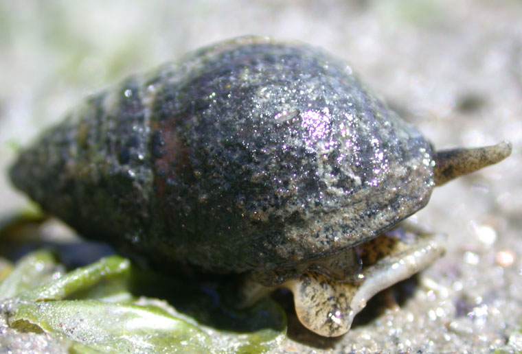 i_obsoleta_lg_b.jpg