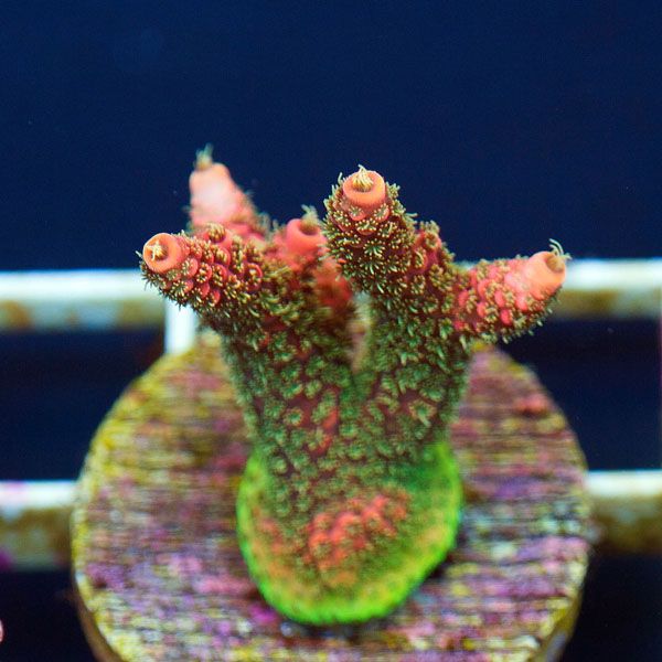 polyp748.jpg~original