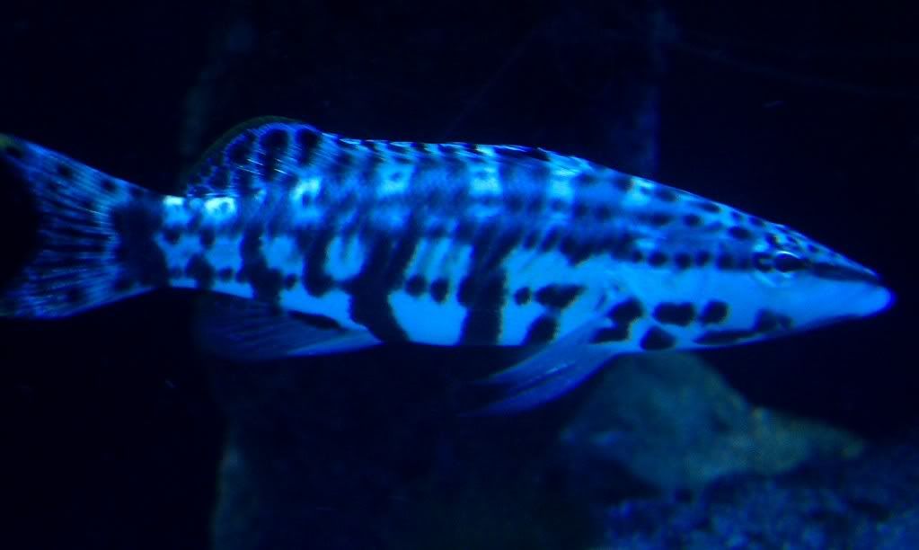IMAG0207.jpg