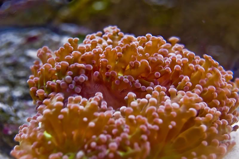 Frogspawn.jpg