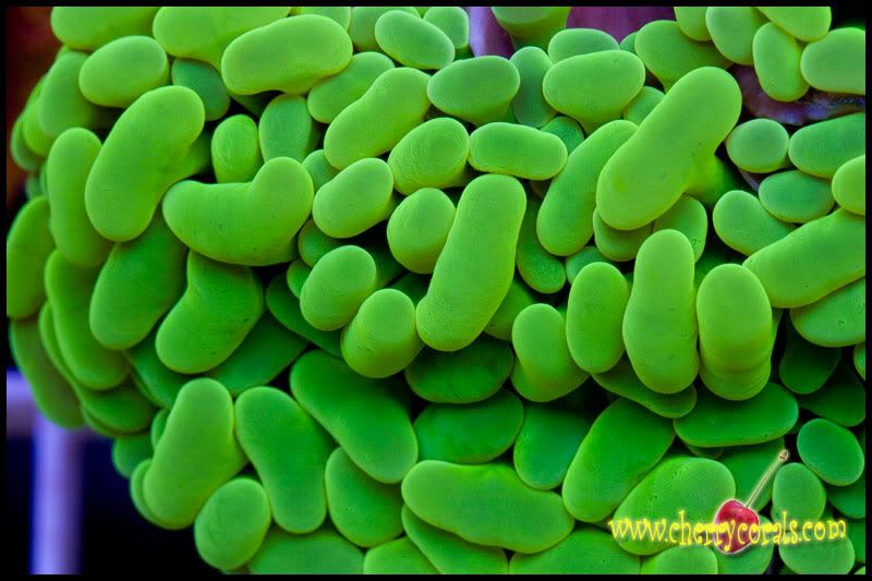 NewCorals189copy.jpg