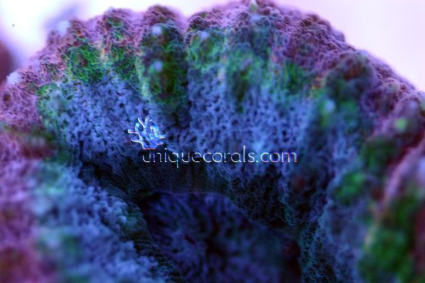 pastelpeace_macro-1.jpg