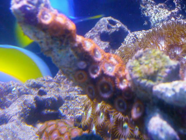 zoas1closeup.jpg