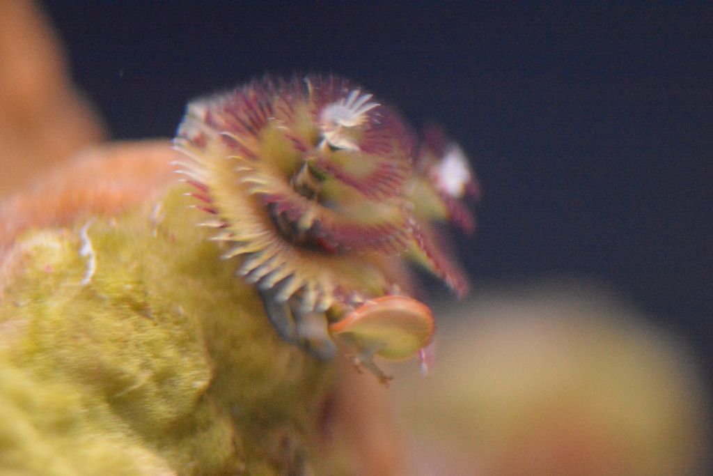 DSC_2217_zpserubt7ff.jpg