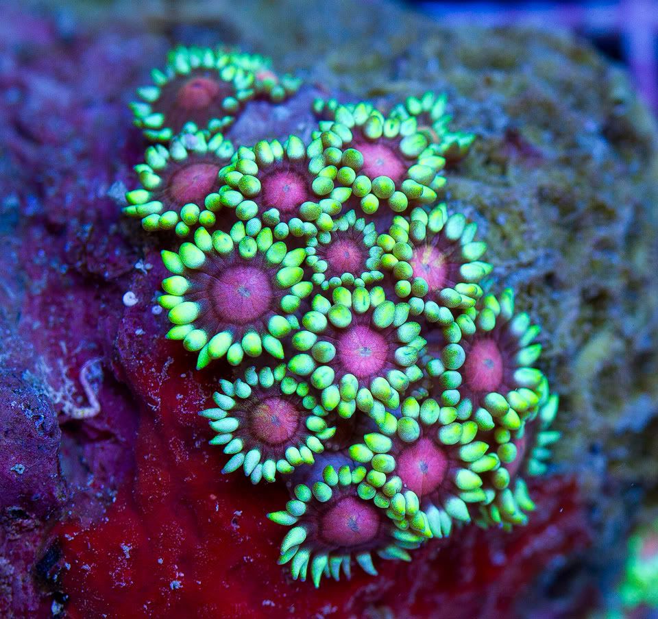 anewcoral_17-3.jpg