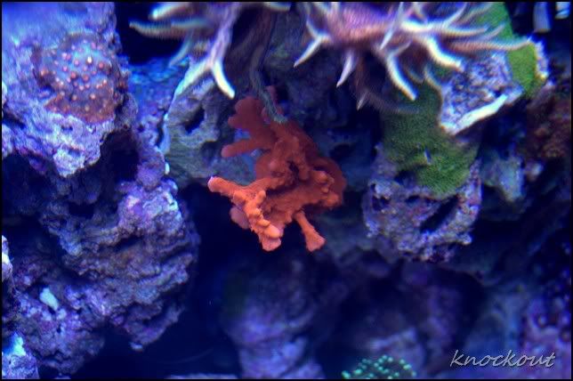 DSC_0303NEF.jpg