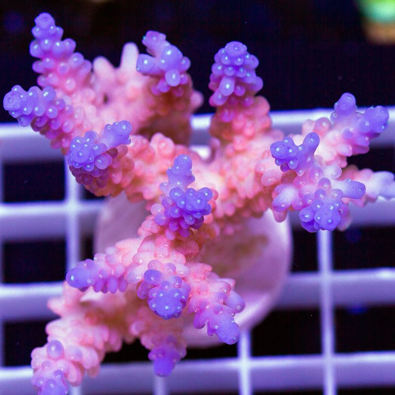 newcoral1713b.jpg