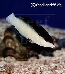 AnampsesNeoguinaicus.jpg