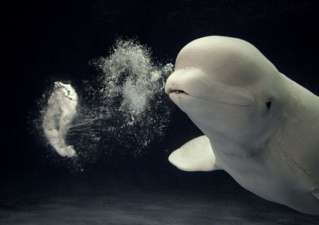 bubbly_beluga_whale_01.jpg
