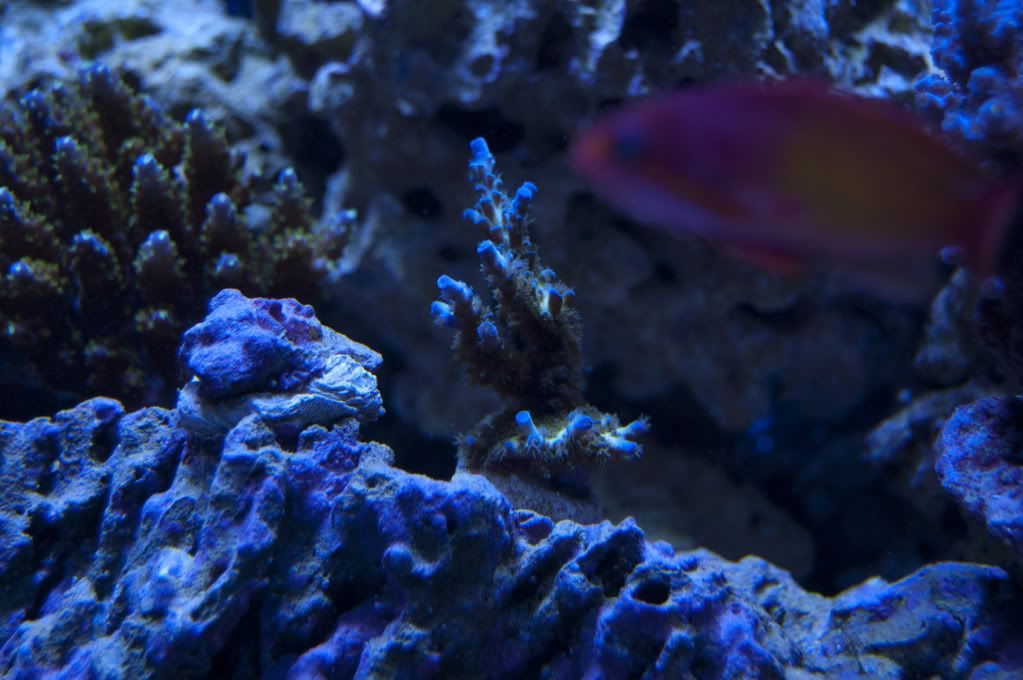 DSC_0061.jpg