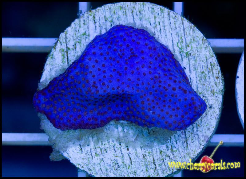 NewCorals131copy.jpg