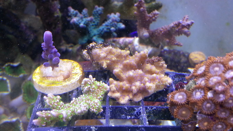 25098269744_0c9b27766b_c.jpg