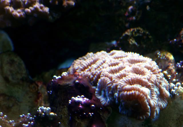 IMG_0241.jpg