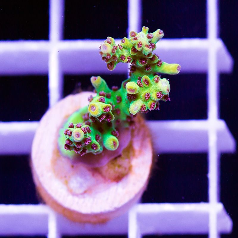 newcoral1705b.jpg