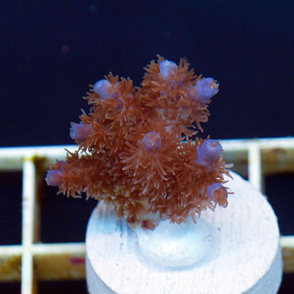 polyp734.jpg~original