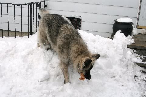 Sable1yearchristmas2010022.jpg