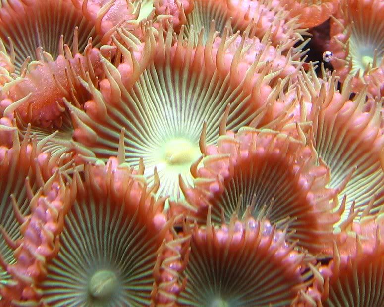 macroprotopalythoas.jpg
