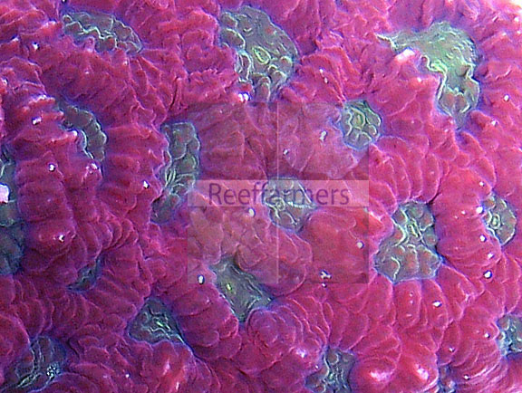 auctioned_purplewarcoral.jpg