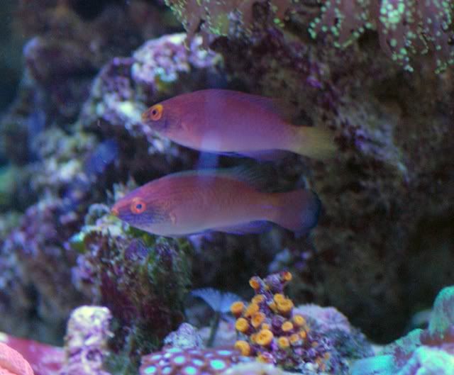 120_Pylei_Pair01.jpg