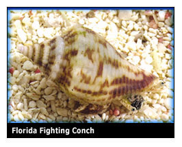 fightingconch.jpg