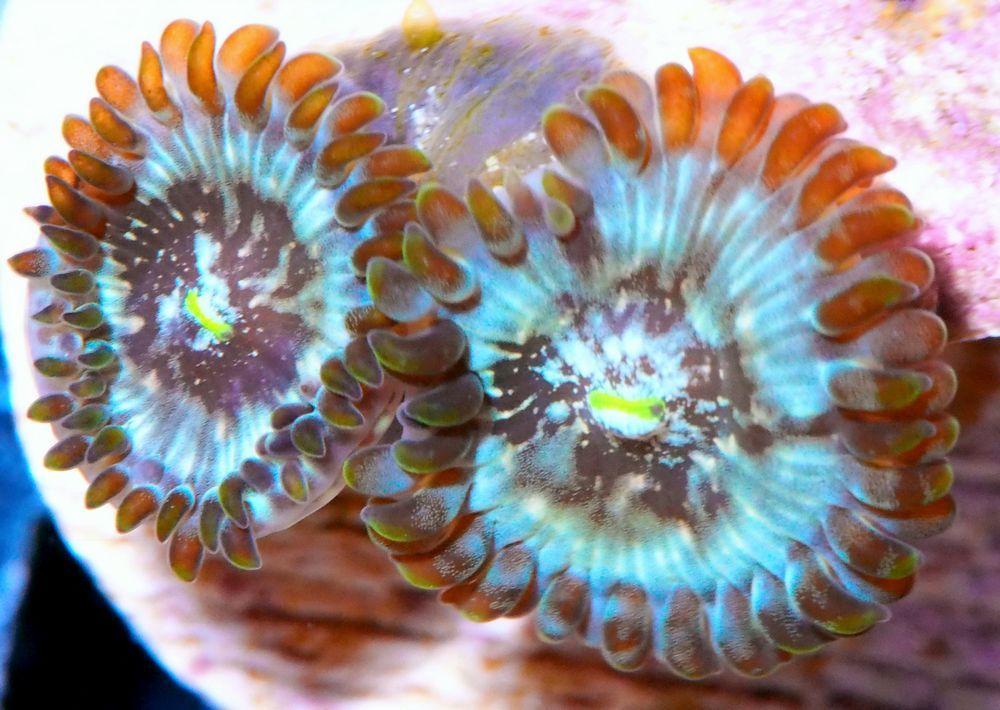 LS146%2016%20Moon%20Pools%20Zoas_zpsodqftjah.jpg